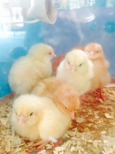 Living eggs (2)